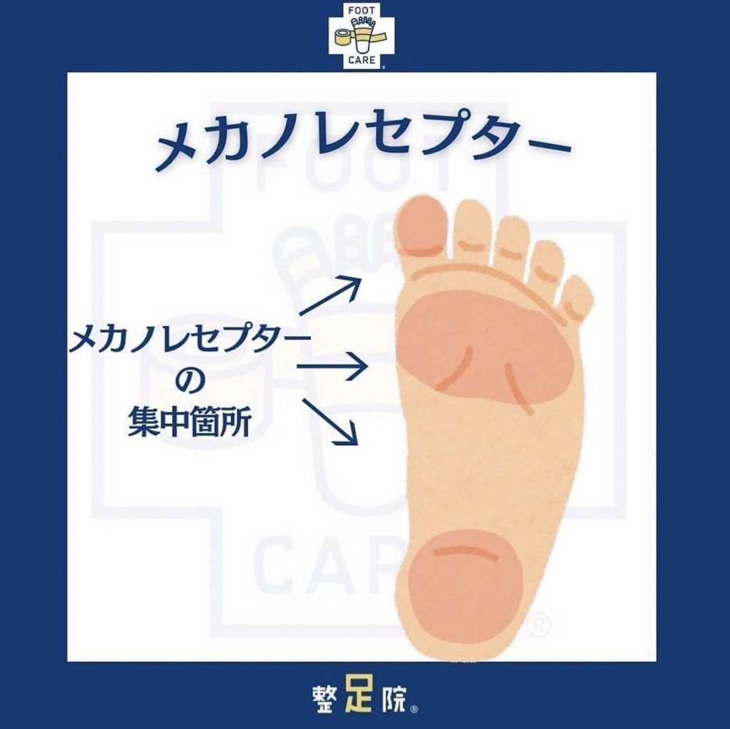 足裏のセンサー「メカノレセプター」とは？
